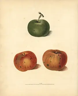 Britannica: Apple varieties, Malus domestica