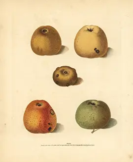 Britannica: Apple varieties, Malus domestica