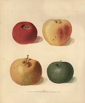 Britannica: Apple varieties, Malus domestica