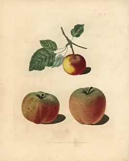 Britannica: Apple varieties, Malus domestica