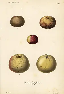 Potager: Apple varieties, Malus pumila