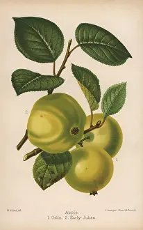 Macfarlane: Apple varieties: Oslin and Early Julien, Malus domestica
