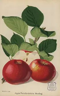 Chromolithographic: Apple variety, Herefordshire Beefing, Malus domestica