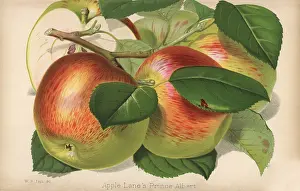 Macfarlane: Apple variety, Lane's Prince Albert, Malus domestica
