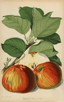 Macfarlane: Apple variety, Tom Put, Malus domestica