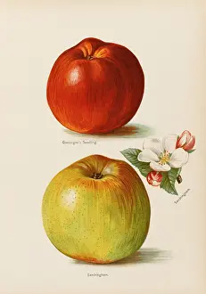 Sandringham: APPLES
