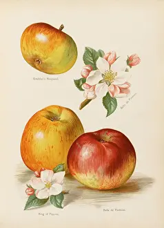Pontoise: APPLES