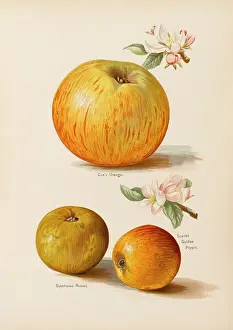 Coxs: APPLES