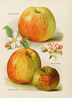 Chelmsford: APPLES