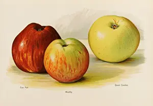 Putt: APPLES