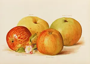 Oldenburg: APPLES