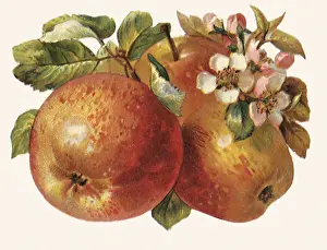 Compose: Apples and Blossoms
