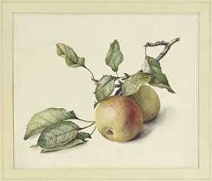 Morte: Two Apples on a Branch