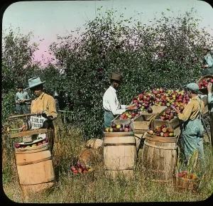 Zash: Apples - Industry - Fruit - Orchard - USA