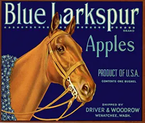 Encircled: Apples Label