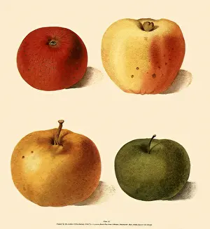 Domestica: Apples, Malus domestica