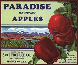 Ripe: Apples and Orchard