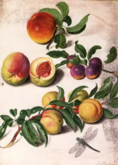 Plums: Apples, Peaches, Plums