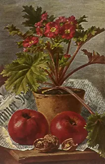 Potted: Apples and Potted Plant