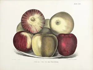Ebenezer: Apples, three varieties