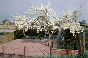 Allotments: Approaching Storm ' allotments