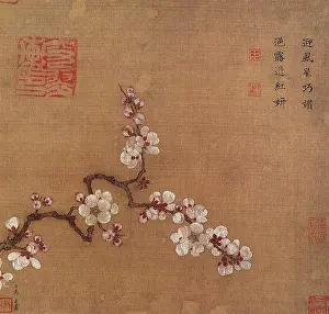 1200s: Apricot Blossoms