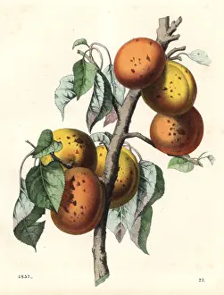 Apricot: Apricot, Malus armeniaca