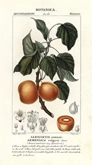 Apricot: Apricot, Prunus armeniaca