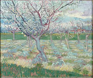 Apricot: Apricot Trees in Blossom