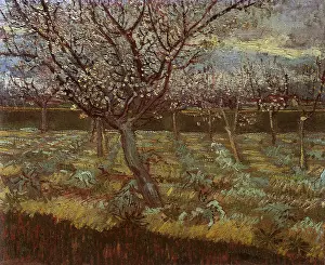 Apricot: Apricot Trees in Blossom, by Van Gogh