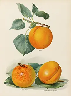 Peche: APRICOTS