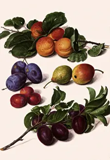 Leafy: Apricots, Plums, Pears