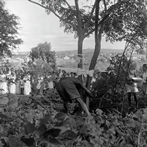 Strains: April 14 1963 - Mr Bikari strains at the tree - but