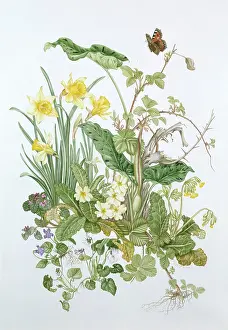 Cowslips: April ' Spring flowers