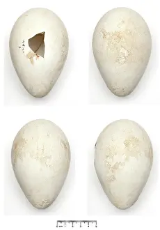 Aptenodytes: Aptenodytes forsteri, Emperor Penguin egg