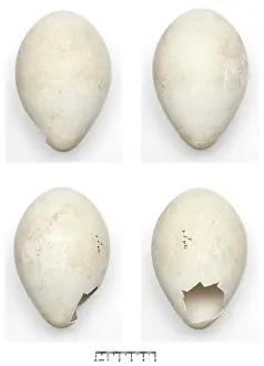 Aptenodytes: Aptenodytes forsteri, Emperor Penguin egg