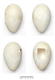 Aptenodytes: Aptenodytes forsteri, Emperor Penguin egg