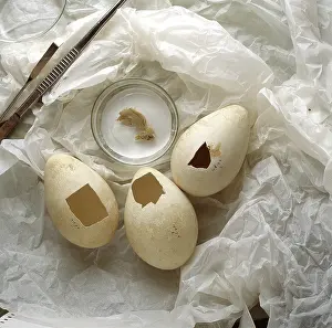 Garrard: Aptenodytes forsteri, Emperor penguin eggs