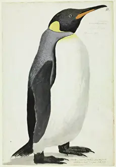 Aptenodytes patagonicus, king penguin