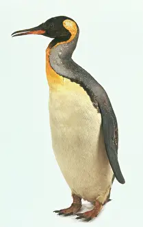 Aptenodytes: Aptenodytes patagonicus, king penguin