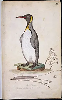 Aptenodytes: Aptenodytes patagonicus, king penguin