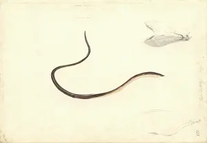 Moray: Apterichtus caecus, European finless eel