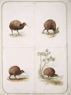 Elphick: Apteryx australis, brown kiwi