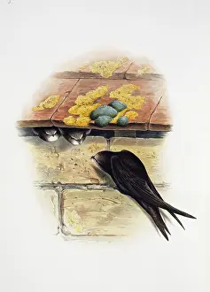 Apodiformes: Apus apus, common swift
