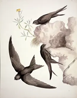 Apodiformes: Apus apus, common swift