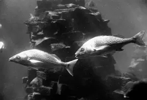 Aquariums: AQUARIUM