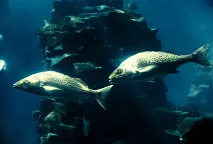 Aquariums: AQUARIUM