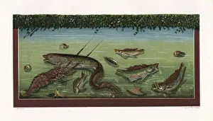 Butts: Aquarium with fish and lobster from the House