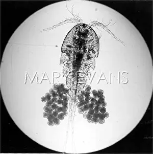 Photomicrograph: AQUATIC LIVE ORGANISM