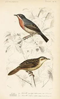Dorbigny: Aquatic warbler and subalpine or Moltoni's warbler